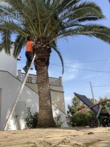 Palm tree treatment